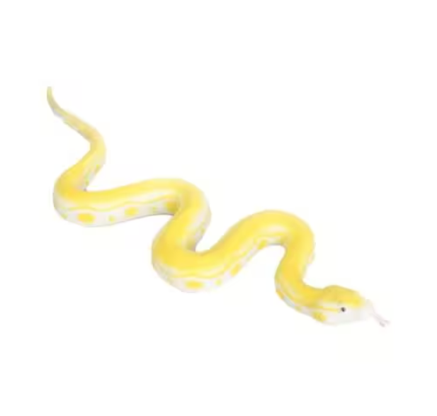 Strech Sarı Albino Piton Yılanı